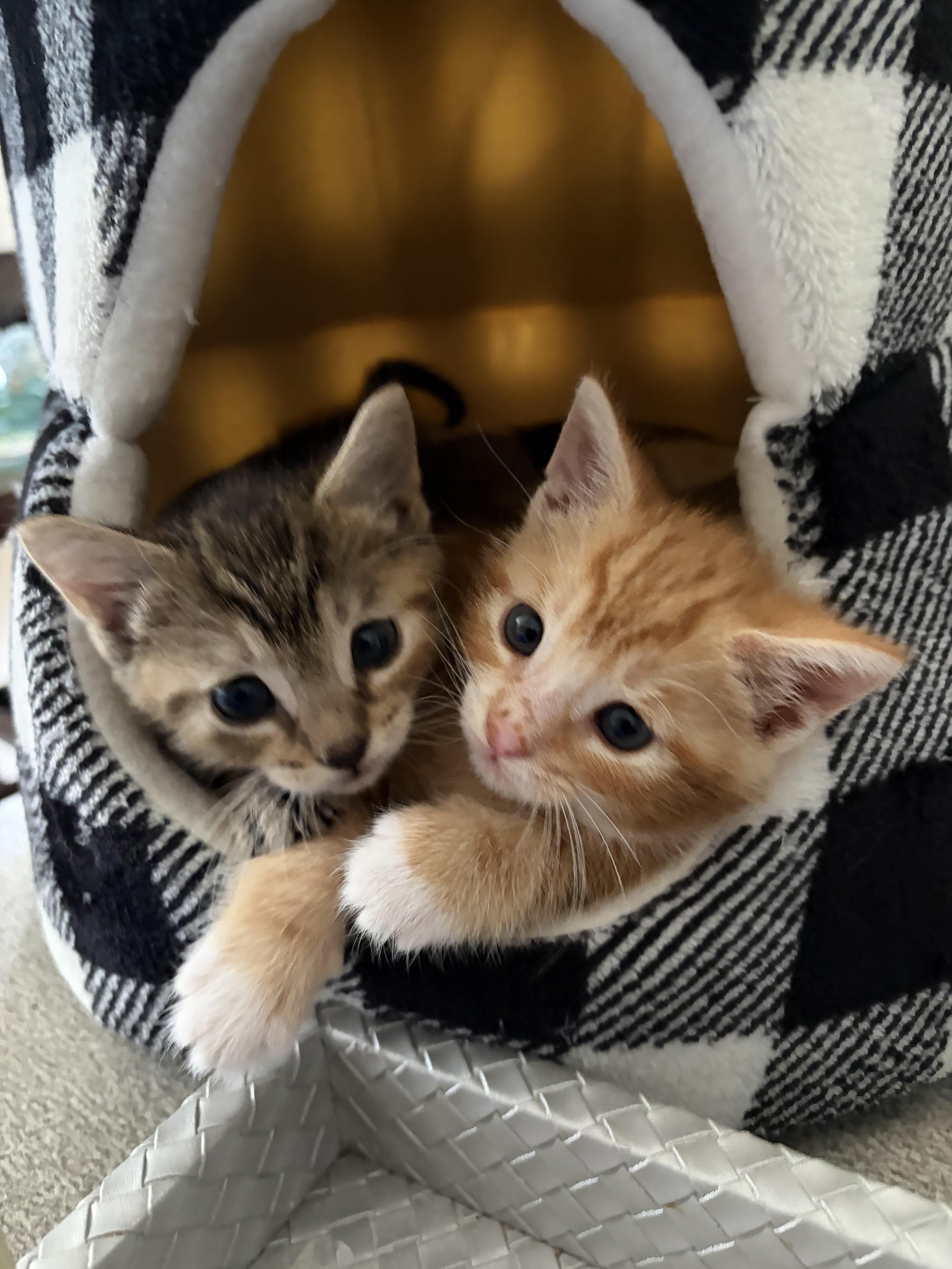 Taylor (T&T litter), an adopted American Shorthair in Bordentown, NJ image 3/3