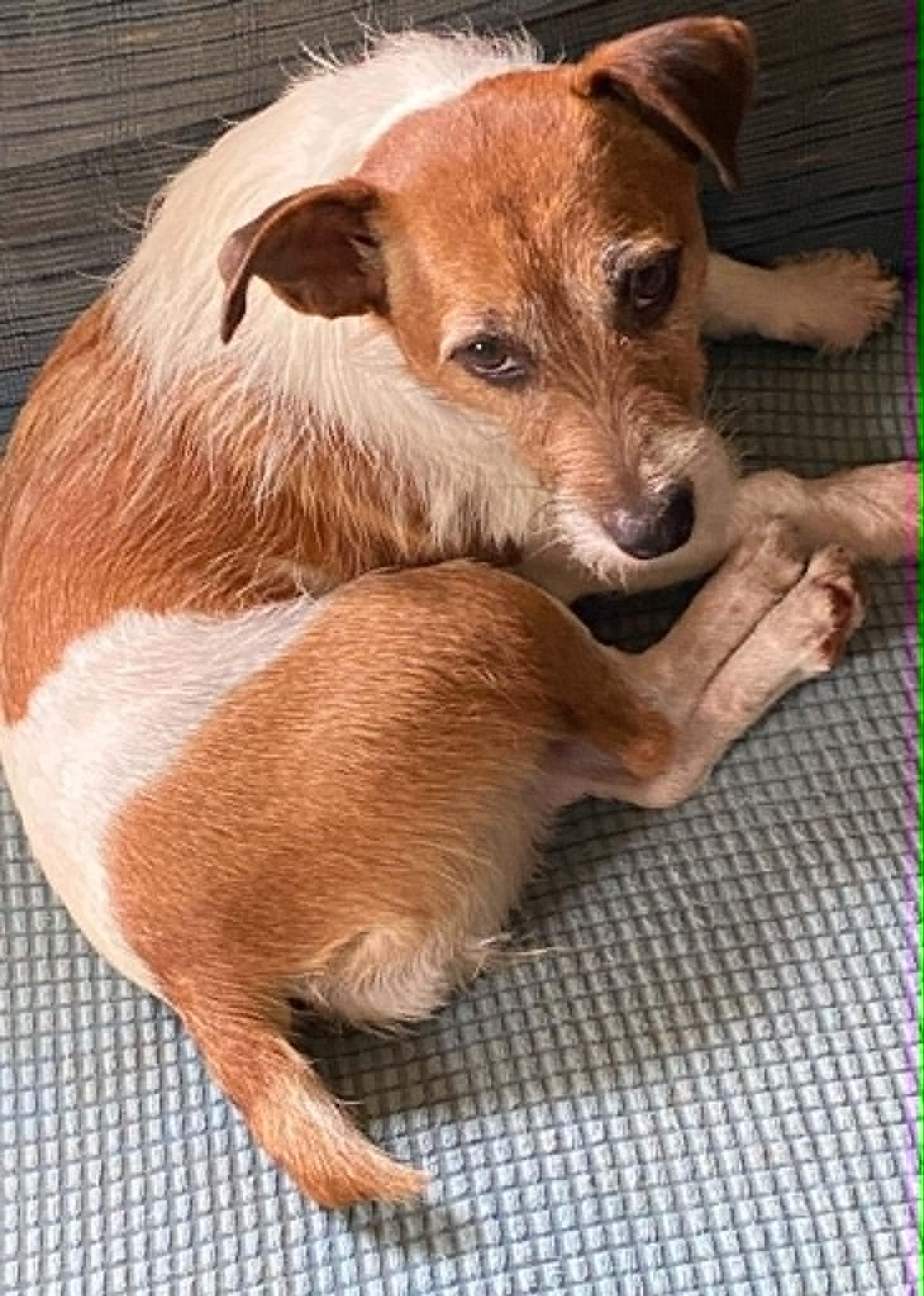Tillie, a ADOPTABLE Jack Russell Terrier in Celina, OH image 5/6