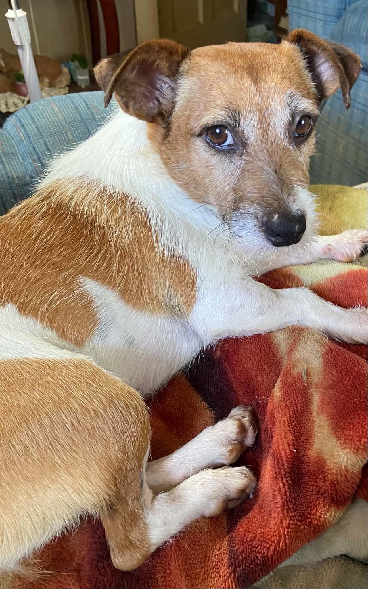 Tillie, a ADOPTABLE Jack Russell Terrier in Celina, OH image 2/6