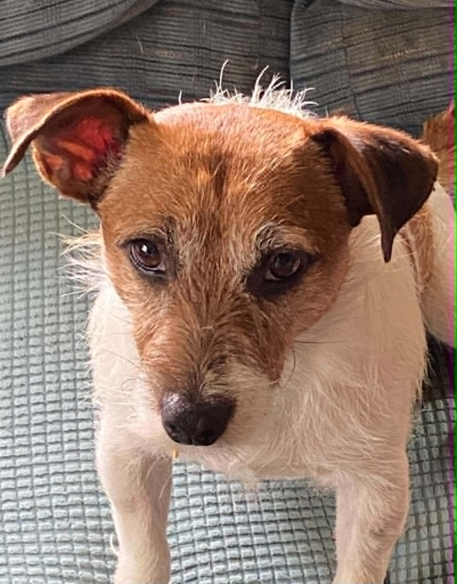 Tillie, a ADOPTABLE Jack Russell Terrier in Celina, OH image 4/6