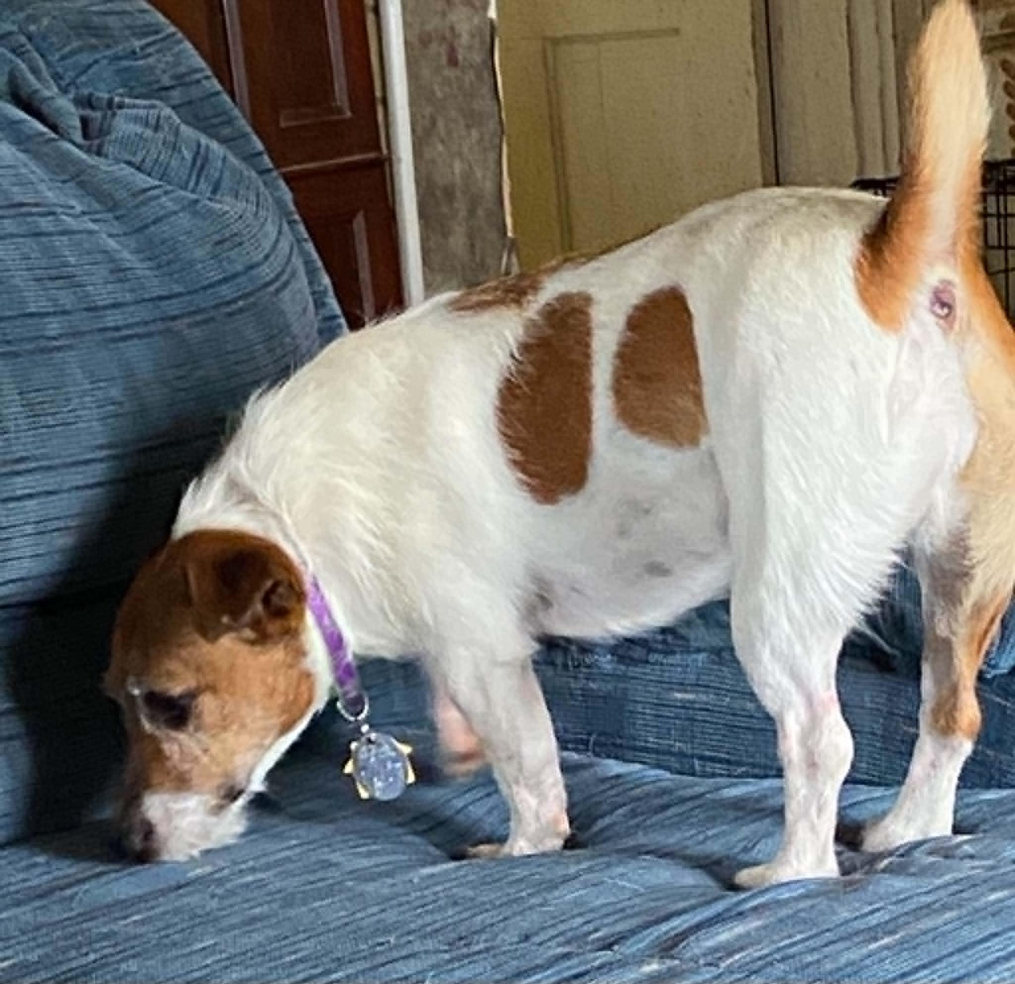 Tillie, a ADOPTABLE Jack Russell Terrier in Celina, OH image 6/6