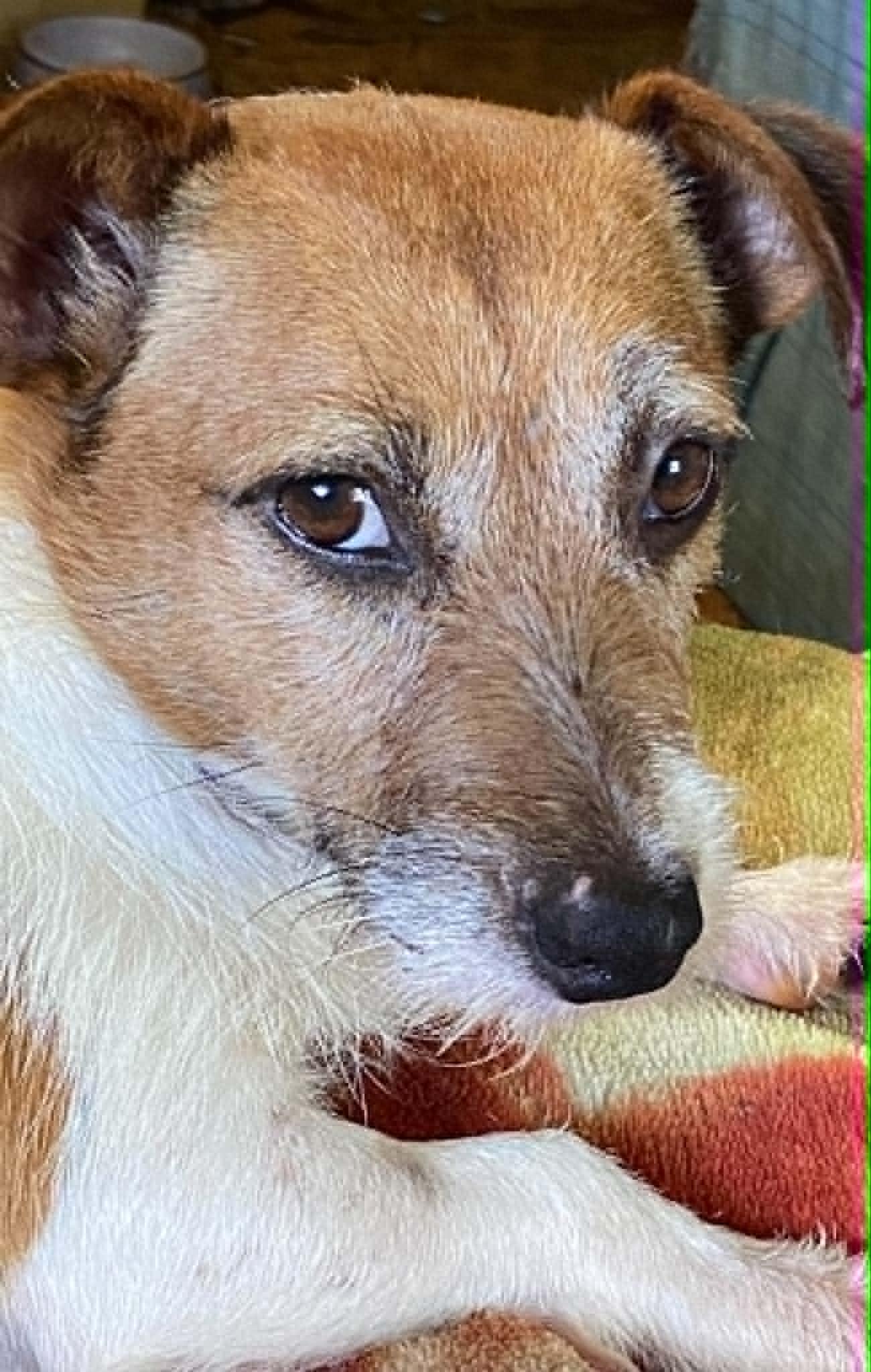 Tillie, a ADOPTABLE Jack Russell Terrier in Celina, OH image 3/6