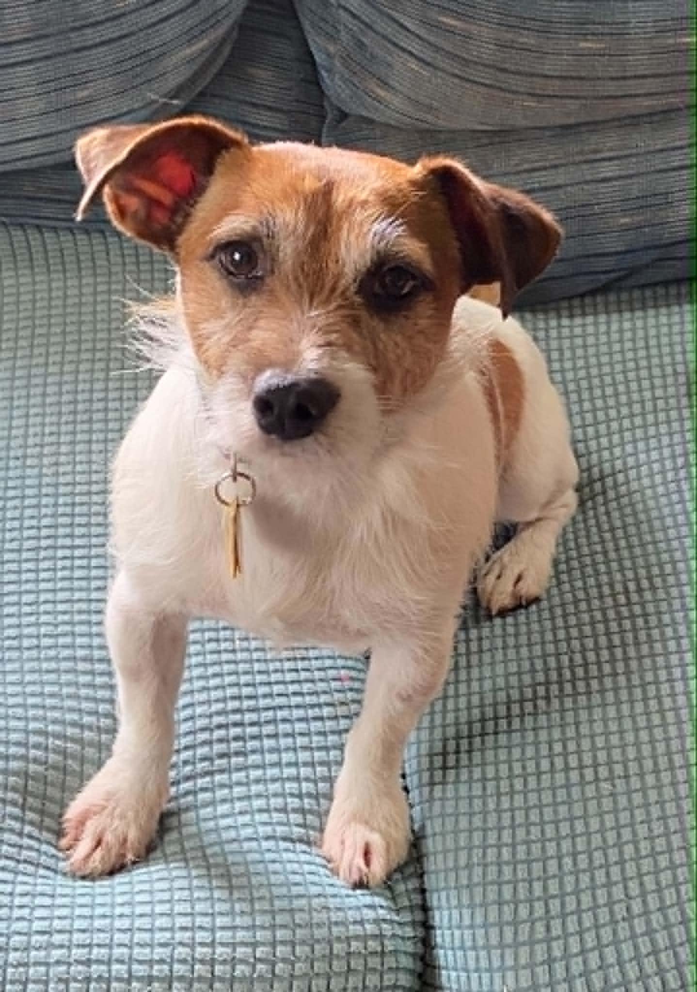Tillie, a ADOPTABLE Jack Russell Terrier in Celina, OH image 1/6