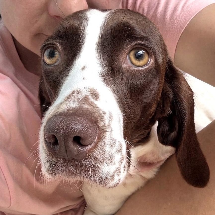 Dora, a ADOPTABLE mixed breed in Morristown, NJ image 5/6