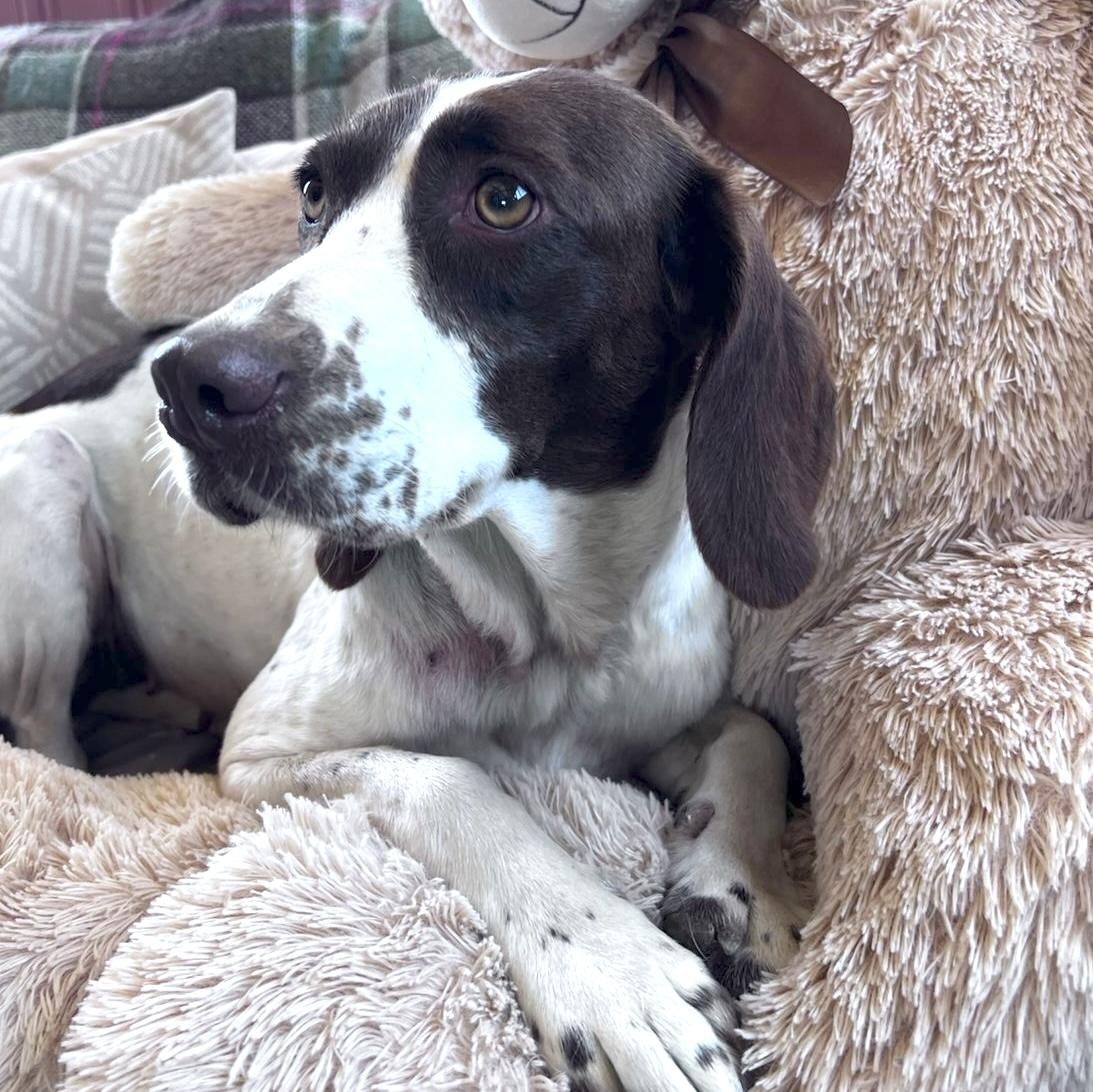 Dora, a ADOPTABLE mixed breed in Morristown, NJ image 3/6