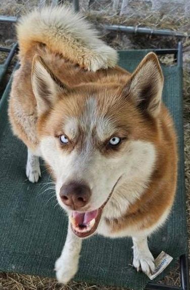 Zoe, a Adoptable Siberian Husky in Lakeland, FL image 1/2