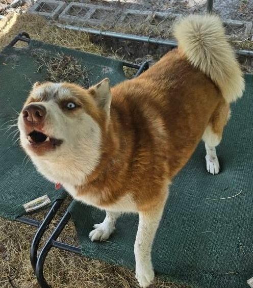 Zoe, a Adoptable Siberian Husky in Lakeland, FL image 2/2