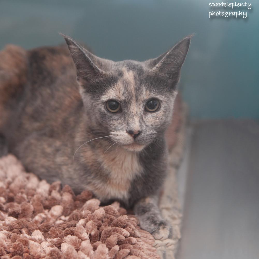 Enlarge Madisson, a Adoptable Domestic Short Hair in Ridgefield, CT image 2/4