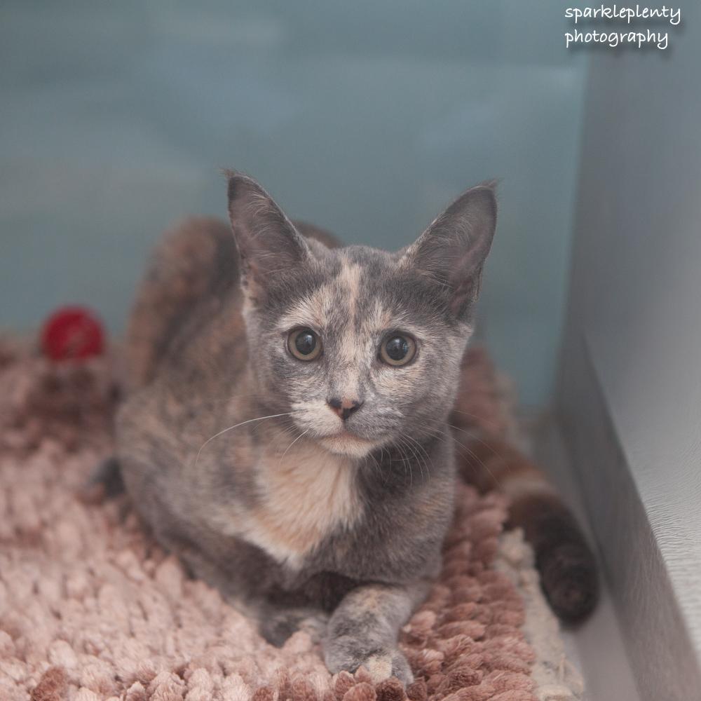 Enlarge Madisson, a Adoptable Domestic Short Hair in Ridgefield, CT image 1/4