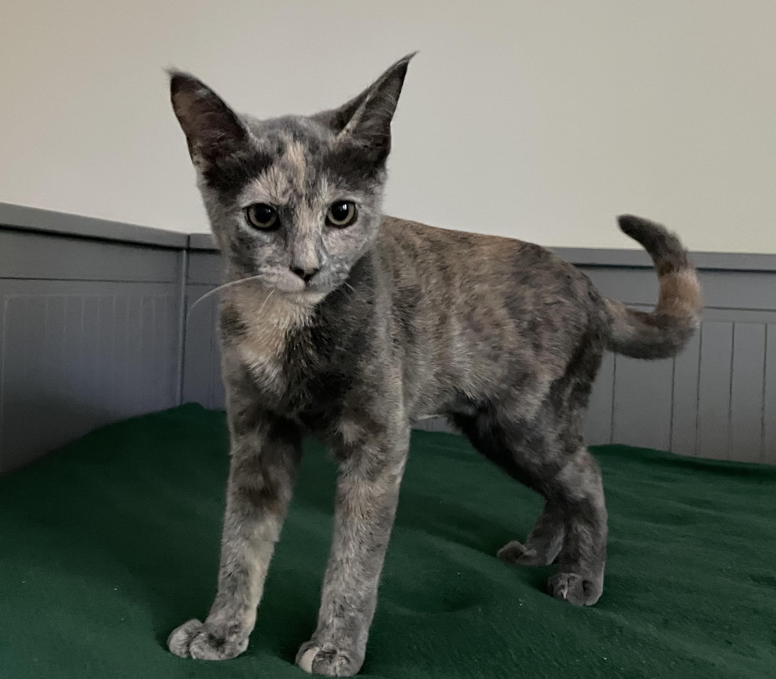 Enlarge Madisson, a Adoptable Domestic Short Hair in Ridgefield, CT image 4/4
