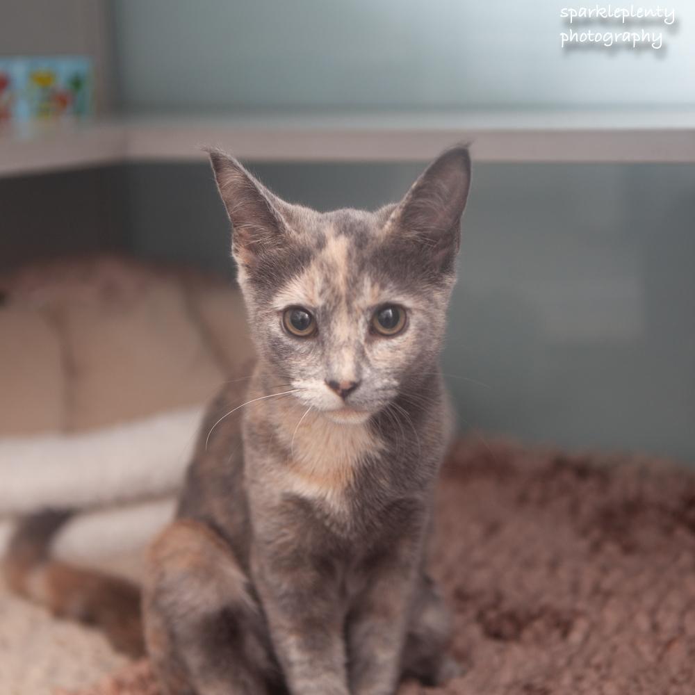 Enlarge Madisson, a Adoptable Domestic Short Hair in Ridgefield, CT image 3/4