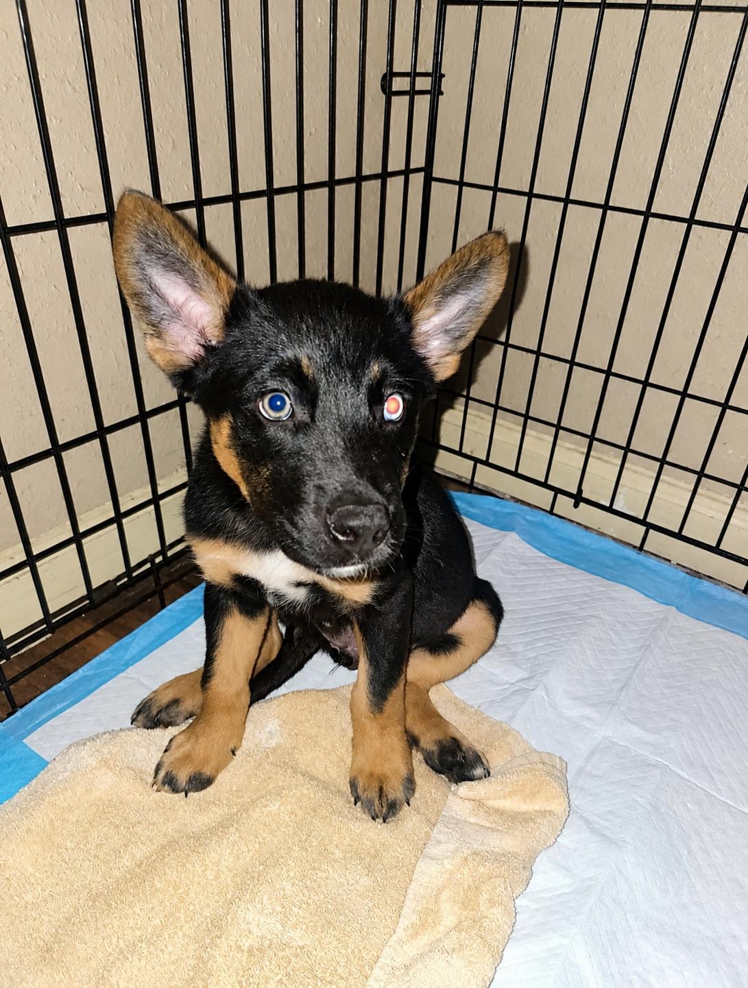 Zane, ADOPTABLE, Puppy Male German Shepherd Dog.