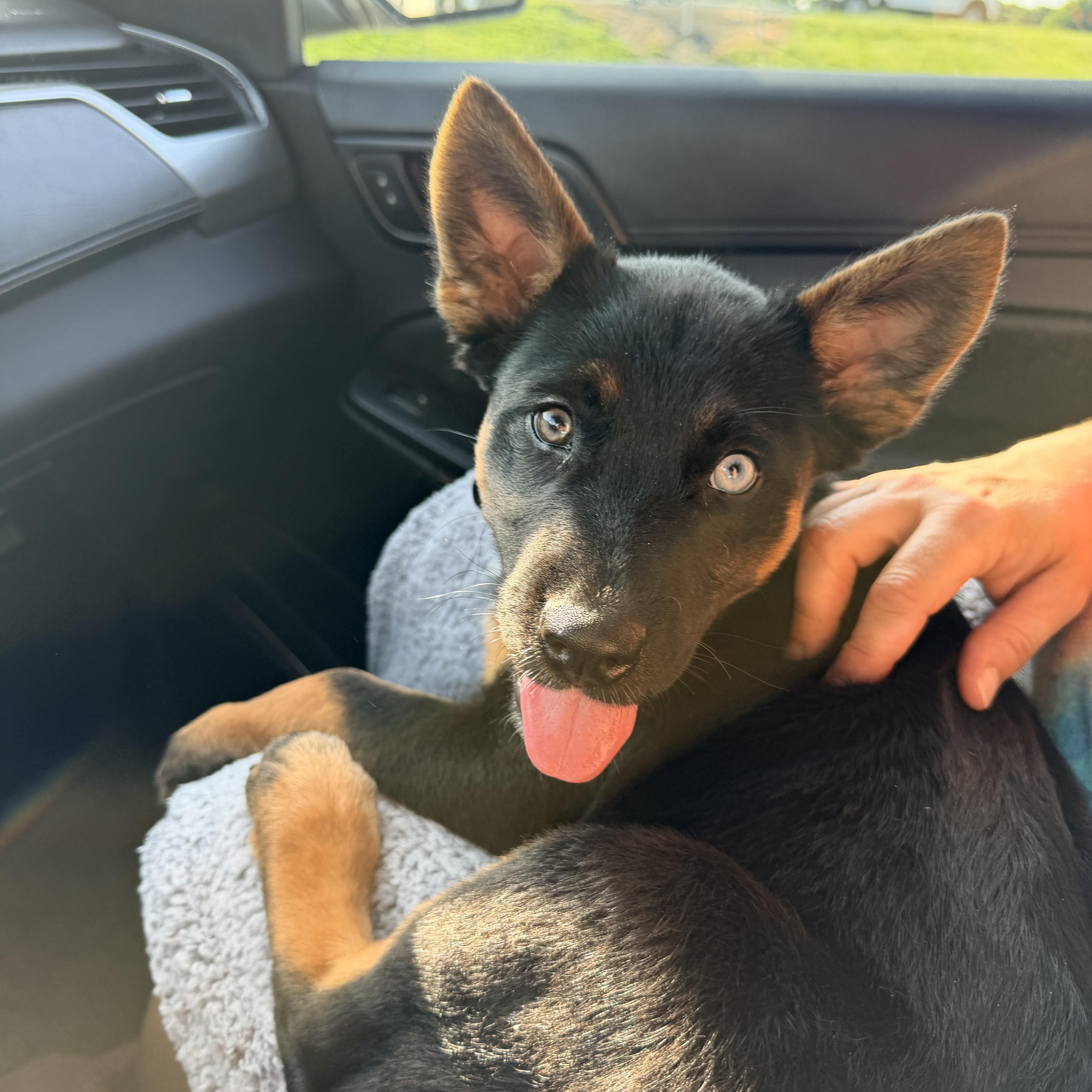 Taz, adopted, Puppy Male German Shepherd Dog.