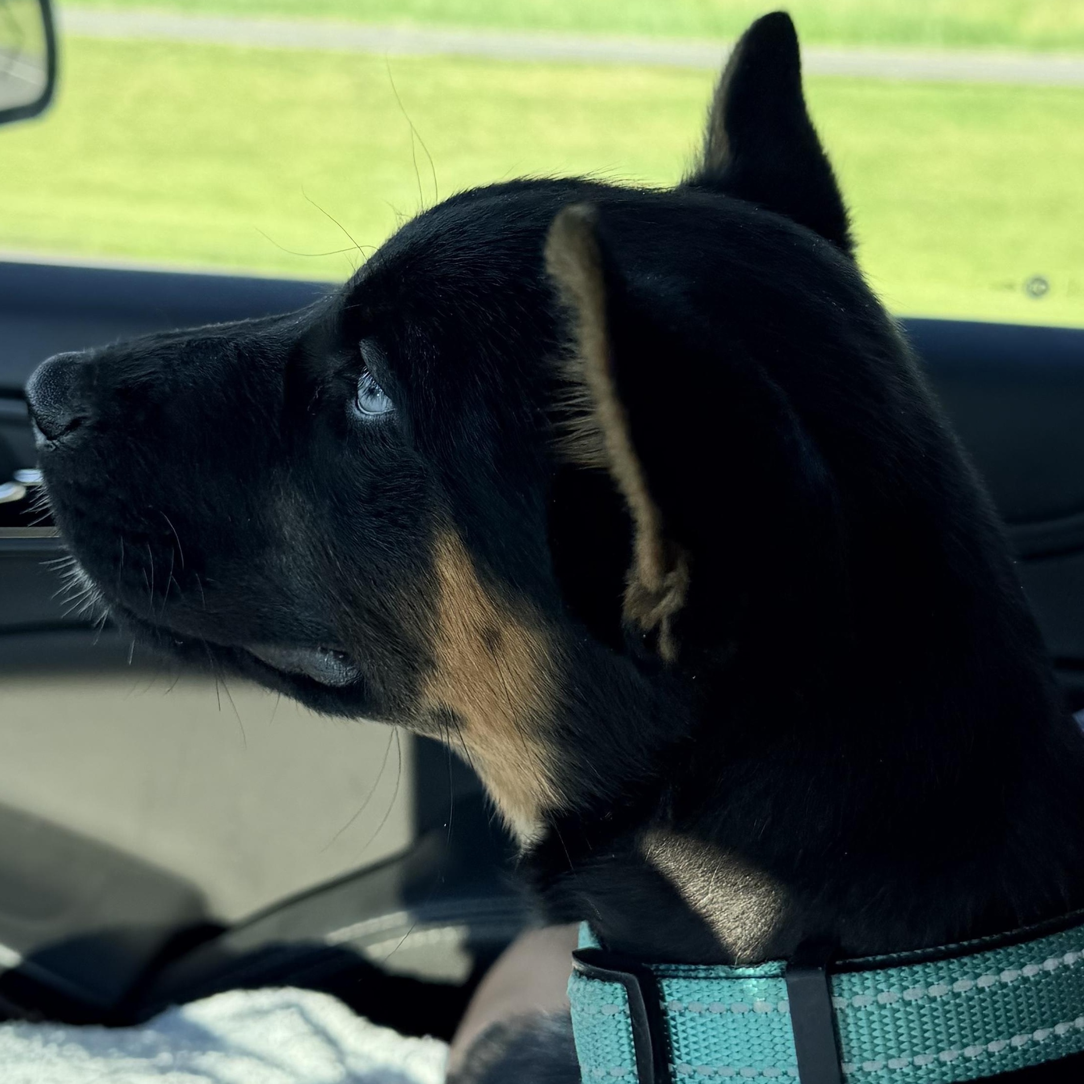 Enlarge Taz, an adopted mixed breed in Jefferson City, MO image 5/5