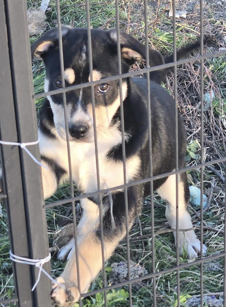 Enlarge Ocean, a Adoptable mixed breed in Lucerne Valley, CA image 1/3