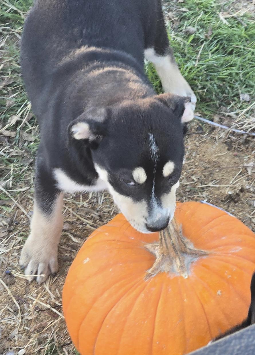 Enlarge Ocean, a Adoptable mixed breed in Lucerne Valley, CA image 3/3