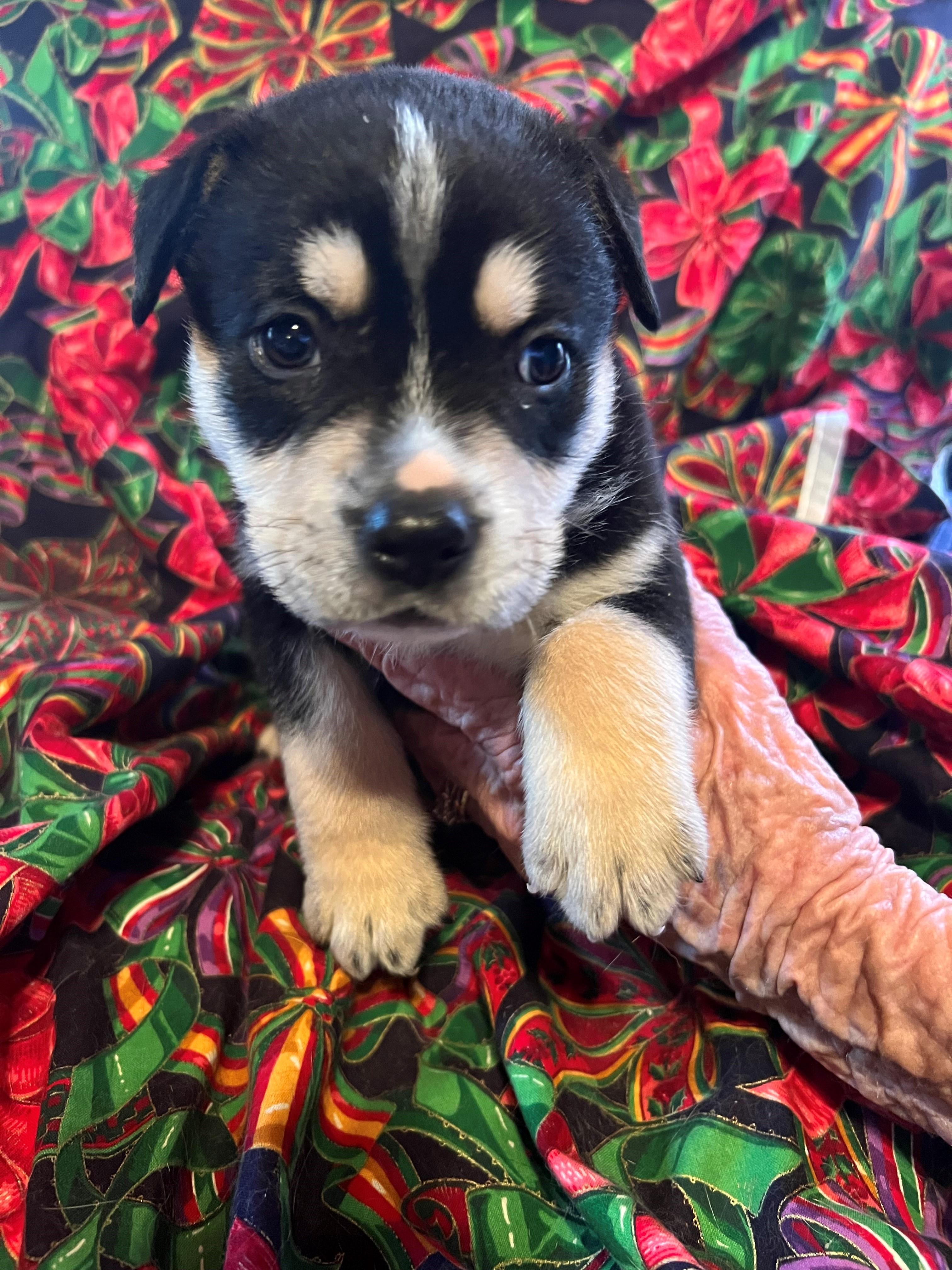 Enlarge Ocean, a Adoptable mixed breed in Lucerne Valley, CA image 2/2
