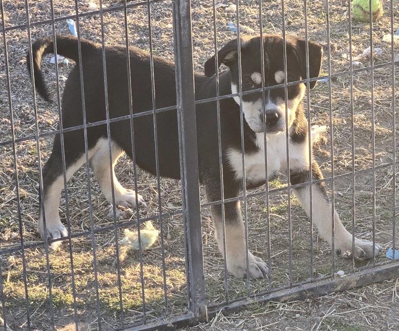 Enlarge Ocean, a Adoptable mixed breed in Lucerne Valley, CA image 2/3