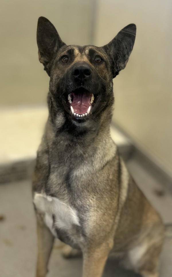 Enlarge Hattie, a Adoptable mixed breed in Victorville, CA image 1/1