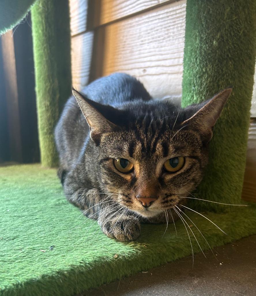 Sasha, Adoptable, Adult Female Domestic Short Hair.