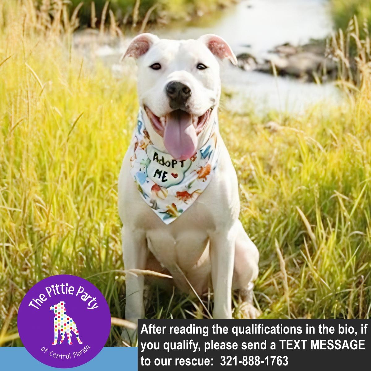 Alf, ADOPTABLE, Adult Male Pit Bull Terrier.
