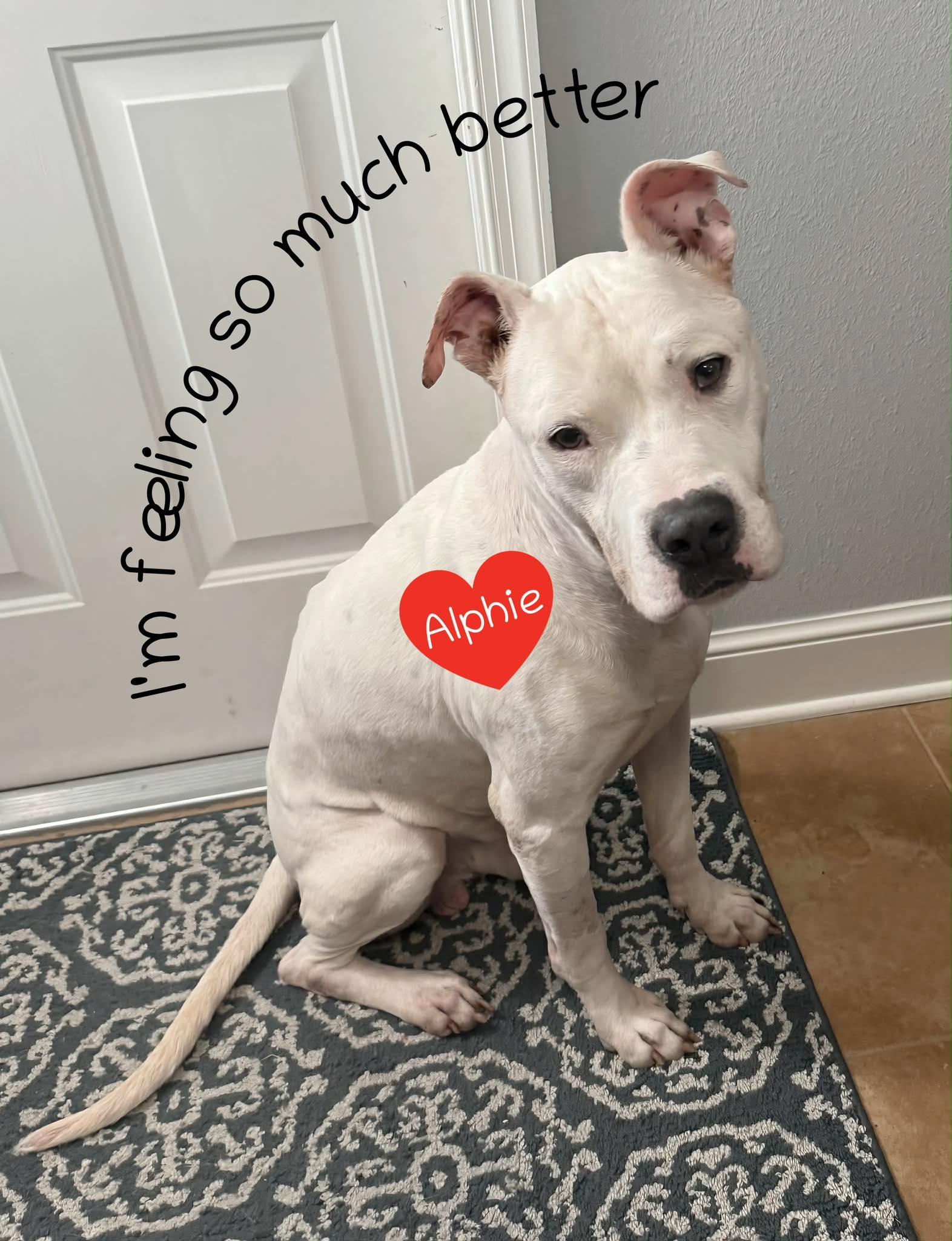 Enlarge Alf, a ADOPTABLE mixed breed in Kissimmee, FL image 2/2