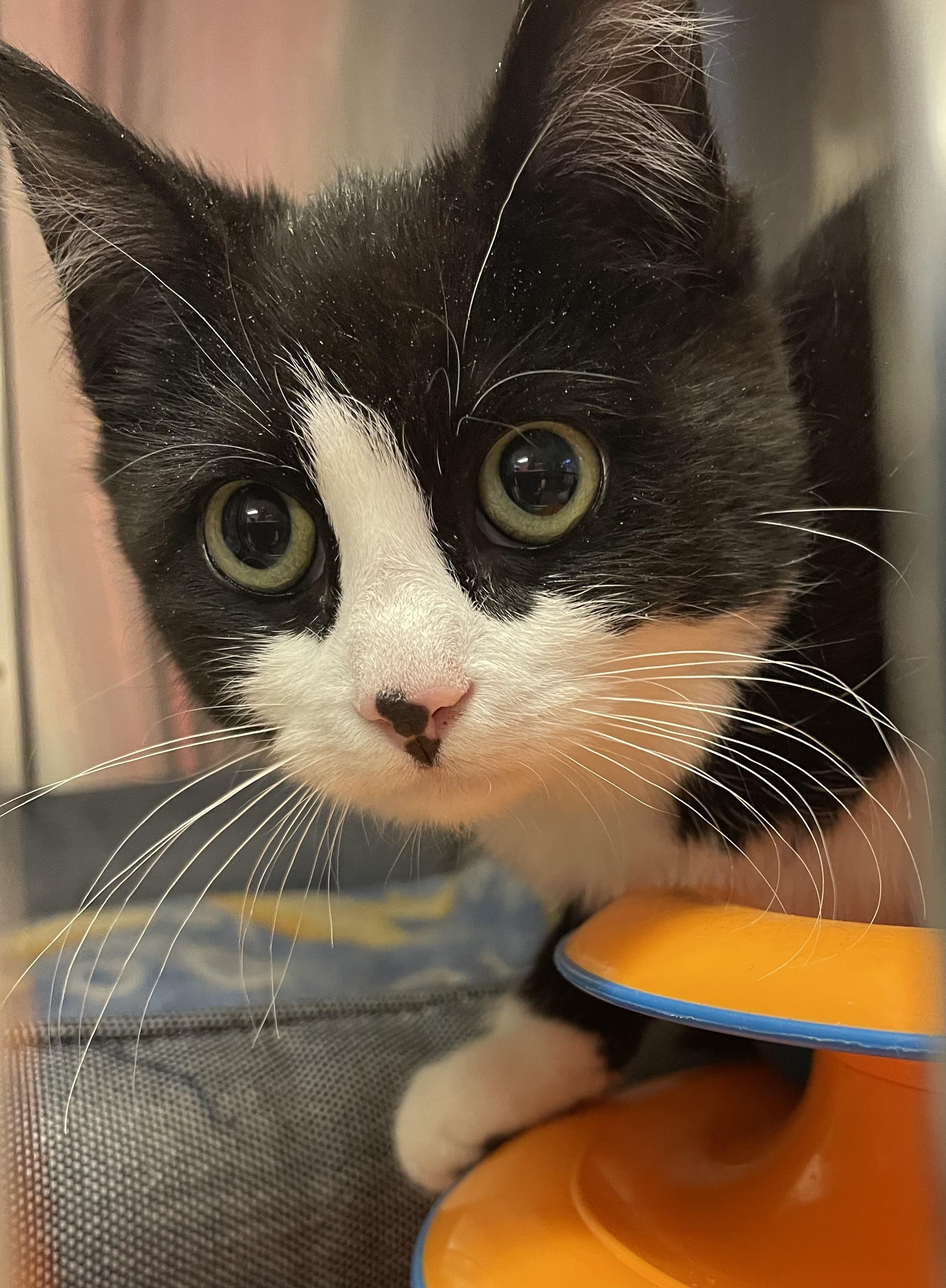 Enlarge Betty, a ADOPTABLE Tuxedo in North Kingstown, RI image 1/5
