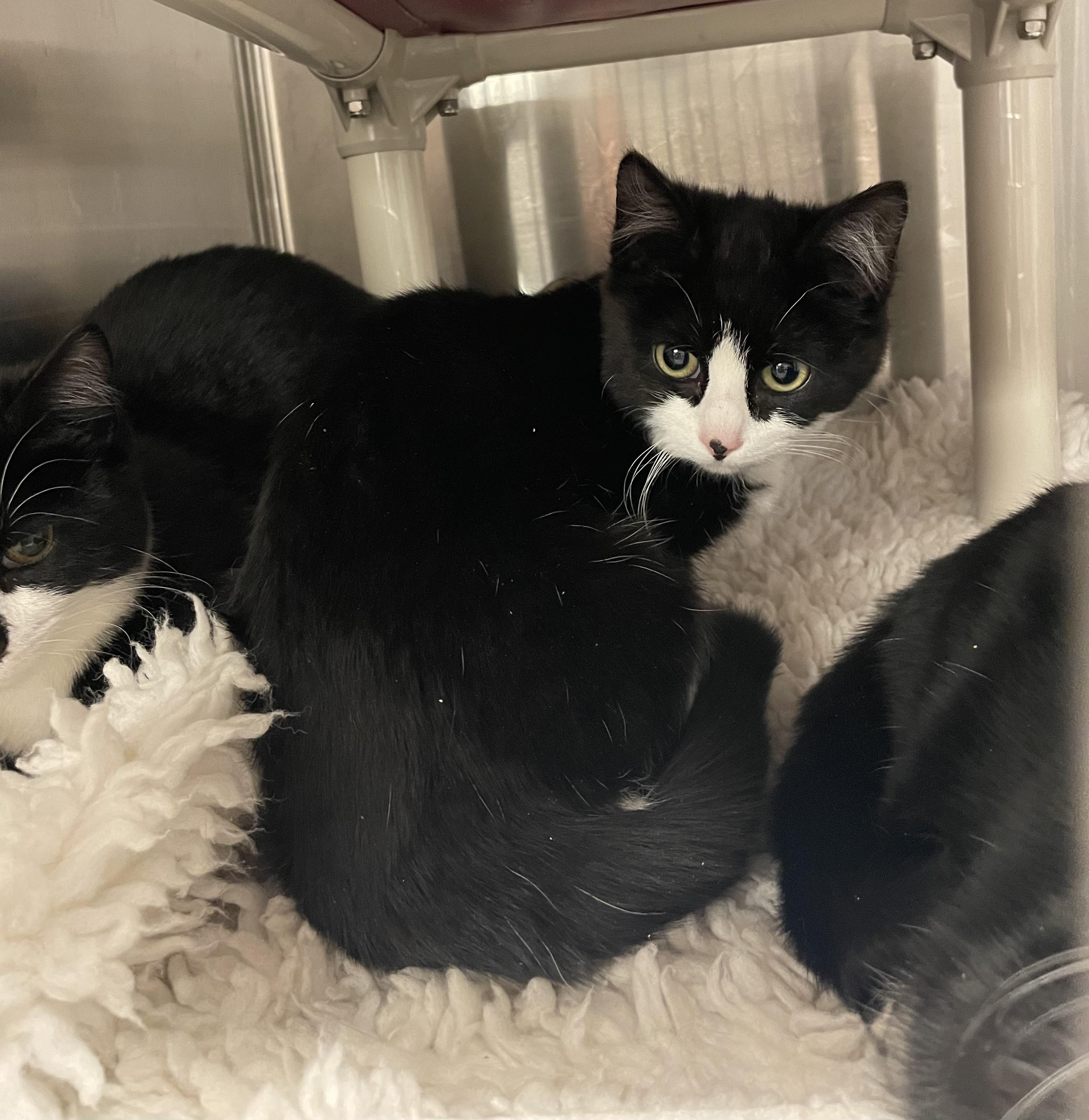 Enlarge Betty, a ADOPTABLE Tuxedo in North Kingstown, RI image 3/5