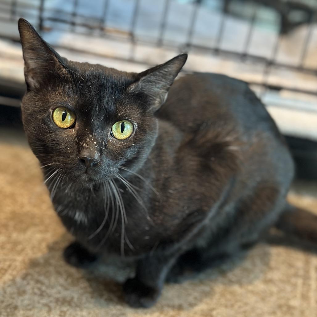 Enlarge Noche, a Adoptable Domestic Short Hair in Matteson, IL image 1/6