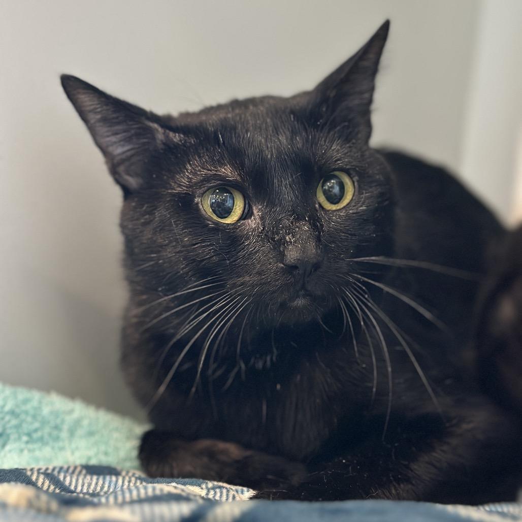 Enlarge Noche, a Adoptable Domestic Short Hair in Matteson, IL image 2/6