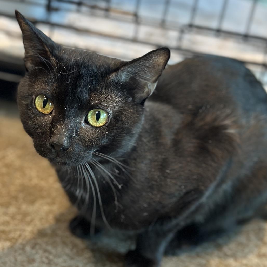 Enlarge Noche, a Adoptable Domestic Short Hair in Matteson, IL image 3/6