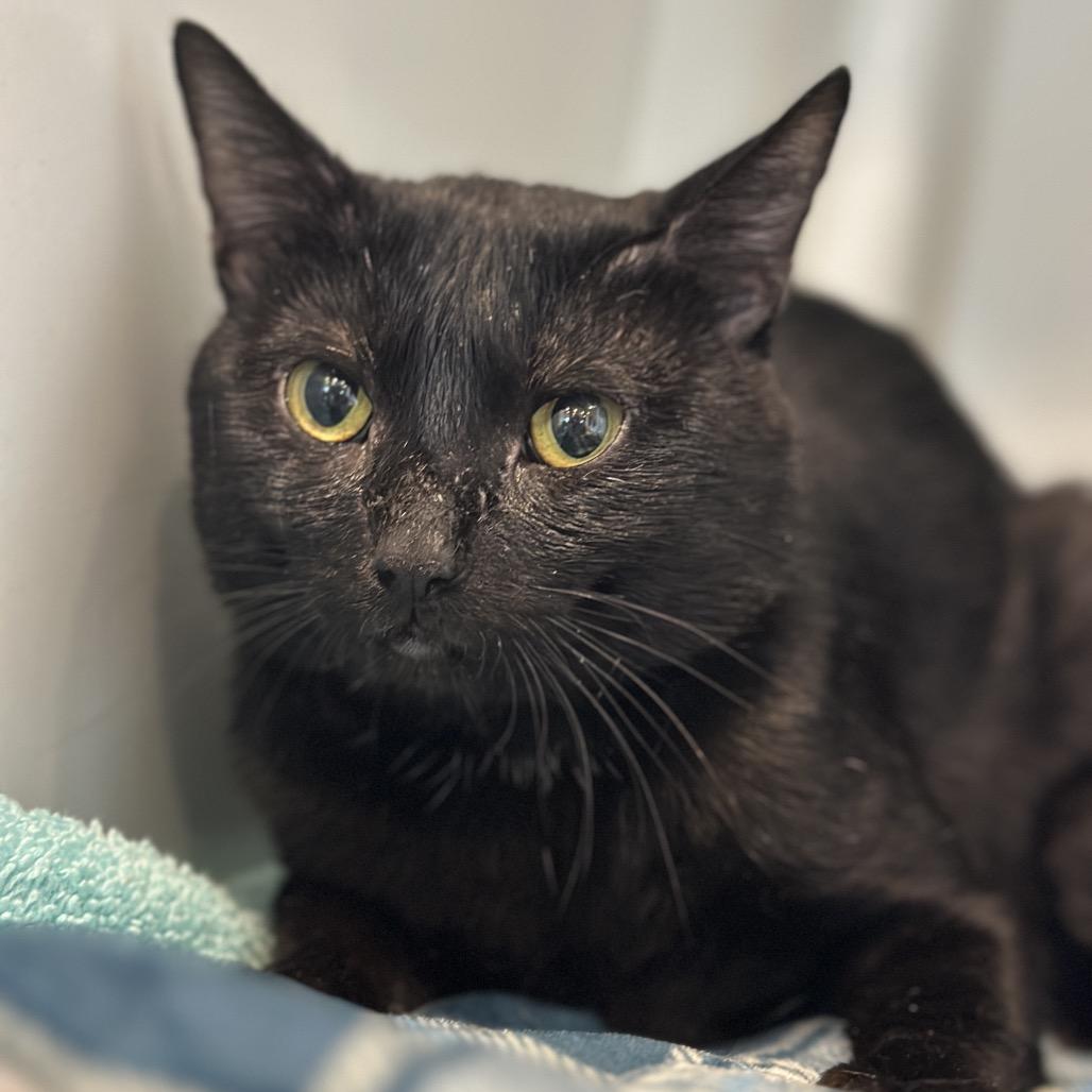 Enlarge Noche, a Adoptable Domestic Short Hair in Matteson, IL image 4/6