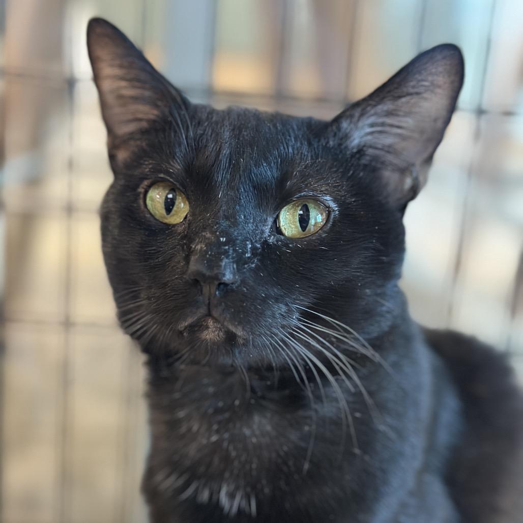 Enlarge Noche, a Adoptable Domestic Short Hair in Matteson, IL image 5/6