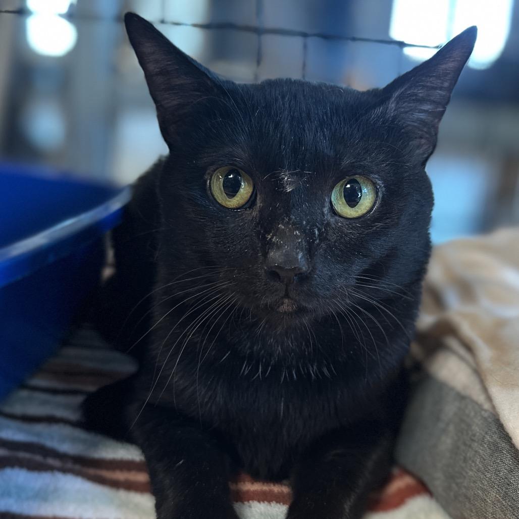 Enlarge Noche, a Adoptable Domestic Short Hair in Matteson, IL image 6/6