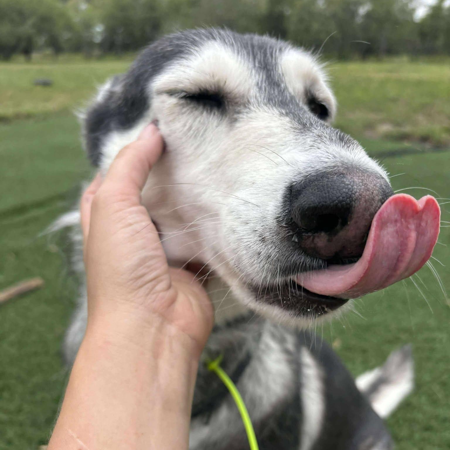 Lilo, a Adoptable Husky in Lockhart, TX image 4/5