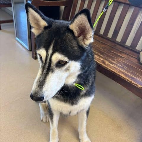 Lilo, a Adoptable Husky in Lockhart, TX image 3/5