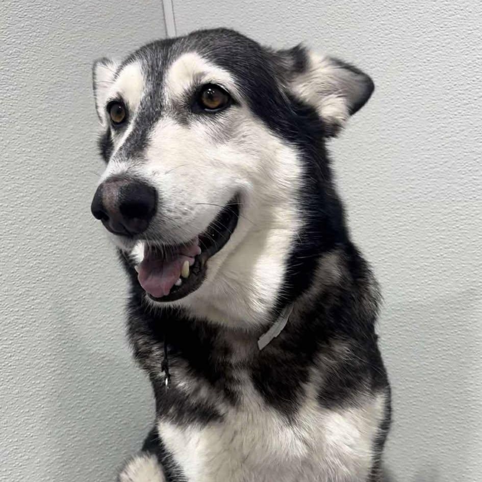 Lilo, a Adoptable Husky in Lockhart, TX image 5/5