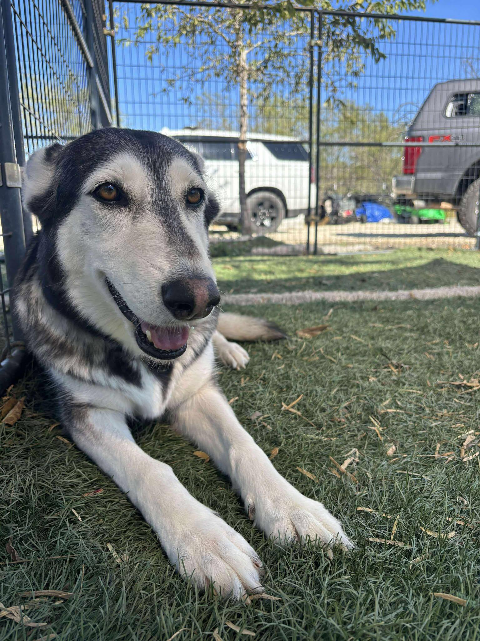 Lilo, a Adoptable Husky in Lockhart, TX image 2/5