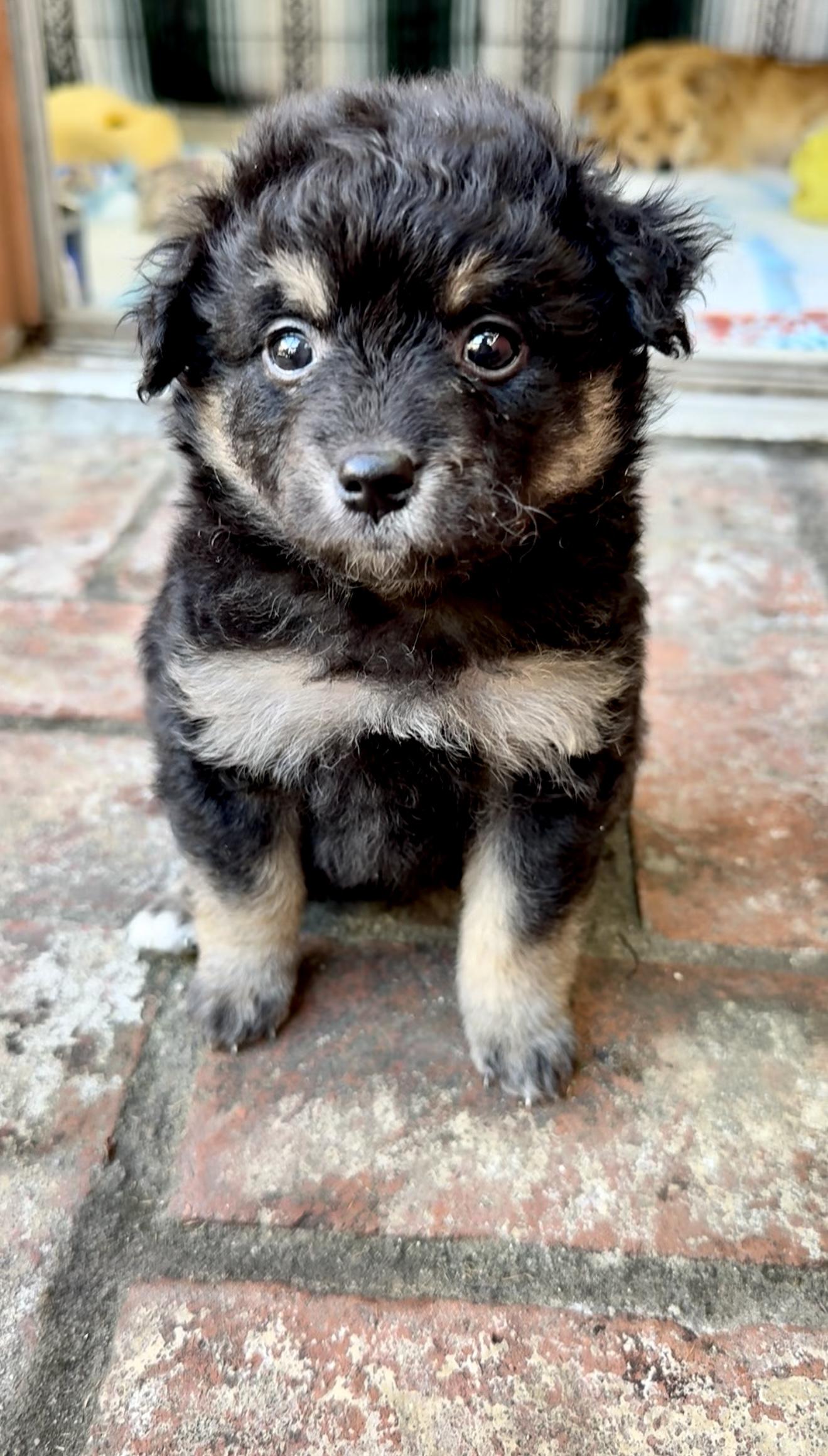 Enlarge Moose, an adoptable mixed breed in Santa Monica, CA image 1/3