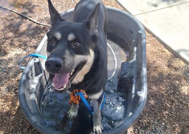 JETSON, Adoptable, Adult Male German Shepherd Dog & Mixed Breed.