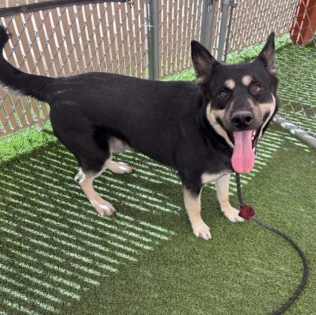 Enlarge JETSON, a Adoptable mixed breed in Phoenix, AZ image 1/1