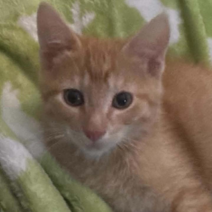 Colin, Adoptable, Kitten Male Domestic Short Hair.