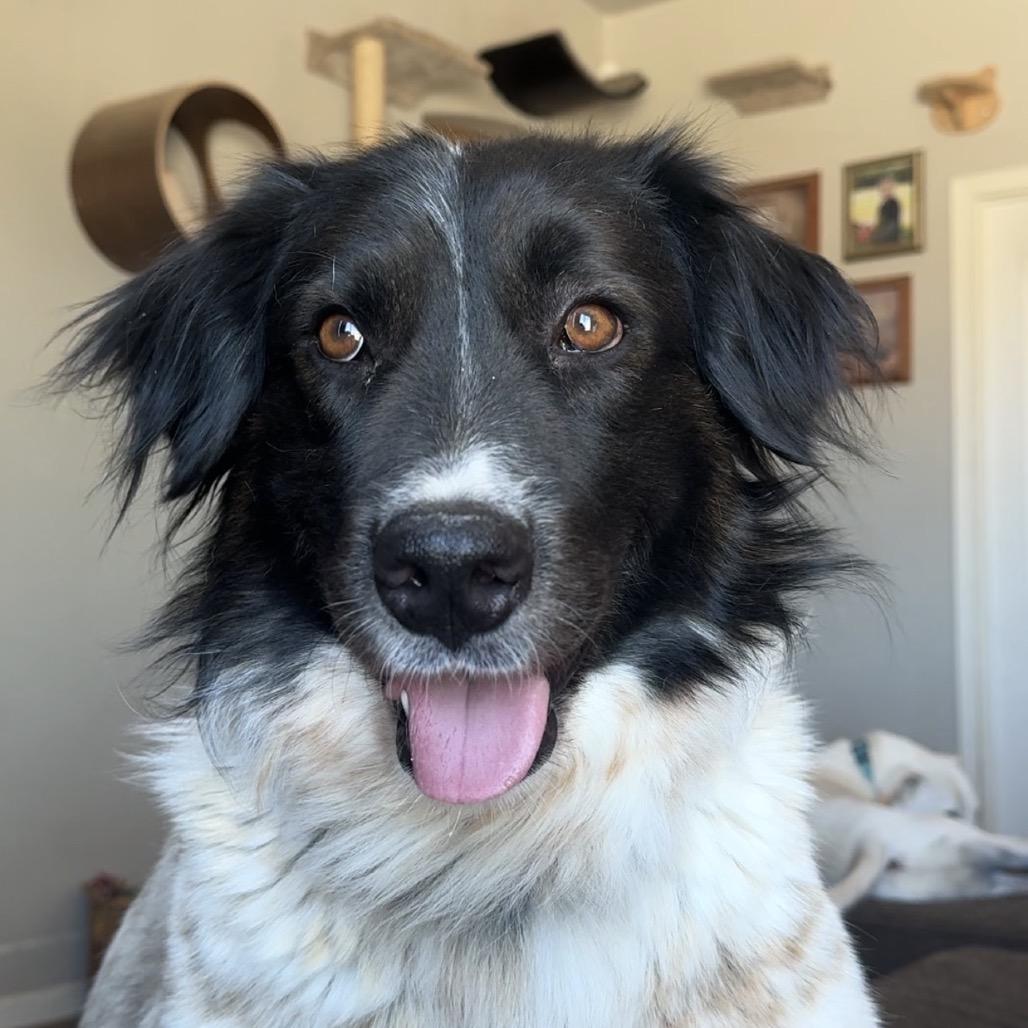 Enlarge Cold Brew, a Adoptable mixed breed in Tonopah, AZ image 1/6