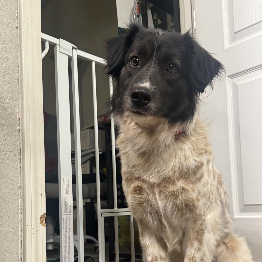 Enlarge Brew, a Adoptable mixed breed in Tonopah, AZ image 2/5