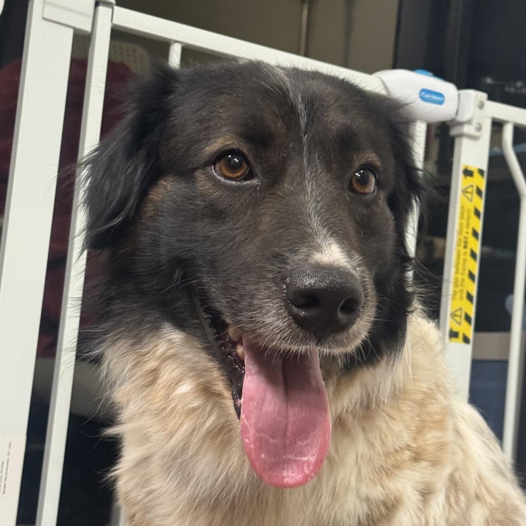 Enlarge Brew, a Adoptable mixed breed in Tonopah, AZ image 3/5