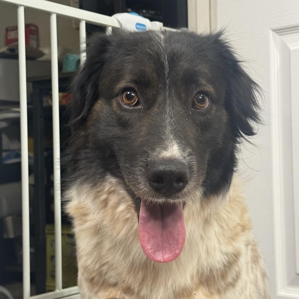 Enlarge Brew, a Adoptable mixed breed in Tonopah, AZ image 4/5