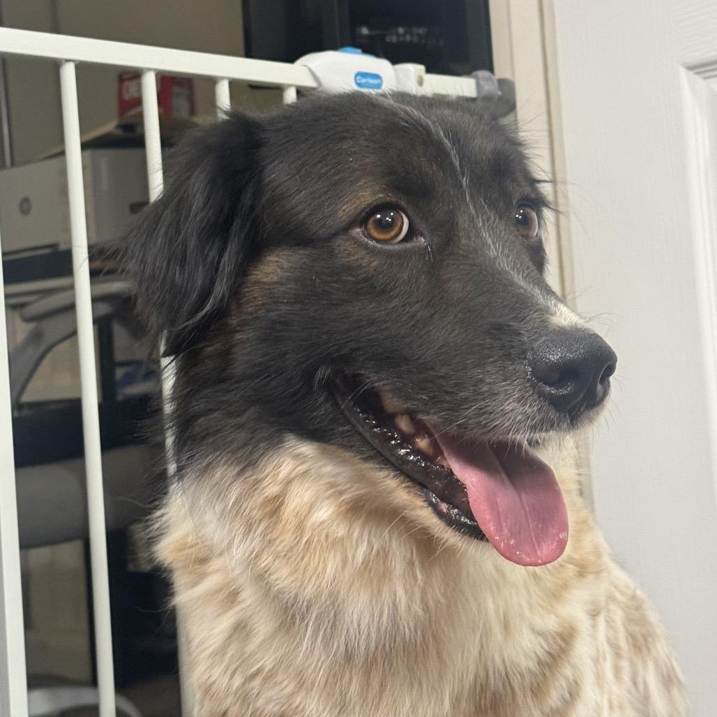 Enlarge Brew, a Adoptable mixed breed in Tonopah, AZ image 5/5