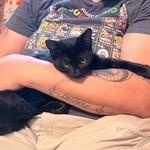 Enlarge Charcoal, a ADOPTABLE Domestic Short Hair in Nantucket, MA image 1/1