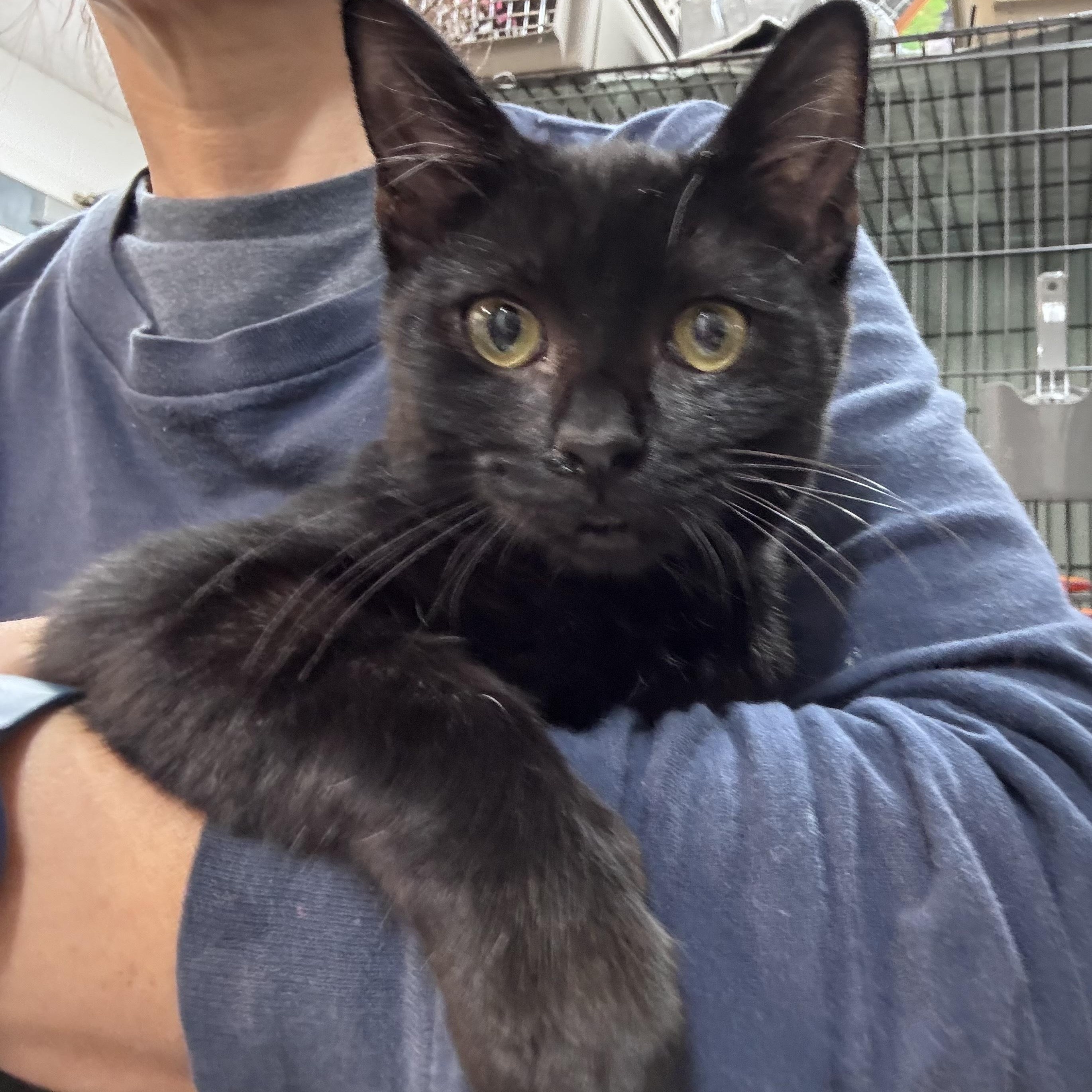 Charcoal, a ADOPTABLE Domestic Short Hair in Nantucket, MA image 2/3