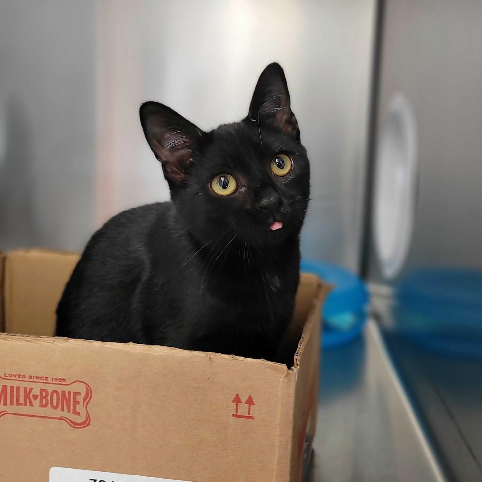 Charcoal, a ADOPTABLE Domestic Short Hair in Nantucket, MA image 1/3
